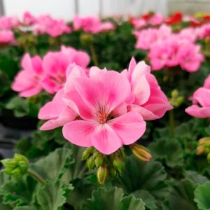 OPG Matea Ivček pelargonija stajaća